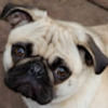 goliepug11